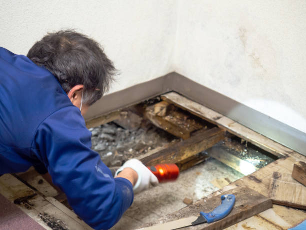 Best Black Mold Removal  in Petersburg, VA