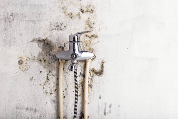 Best Fast Mold Removal  in Petersburg, VA