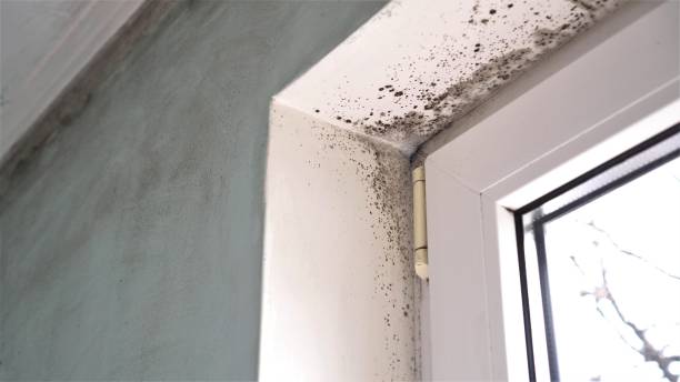 Best Attic Mold Removal  in Petersburg, VA