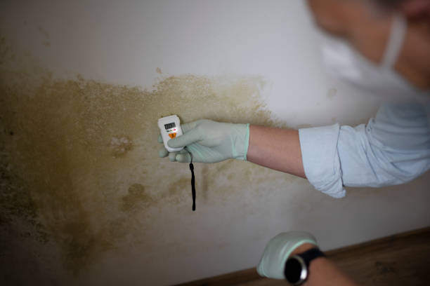 Best Local Mold Removal Service  in Petersburg, VA