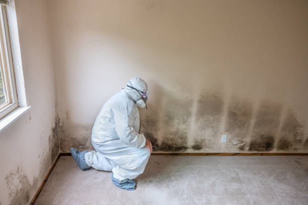 Best Mold Cleaning Services  in Petersburg, VA