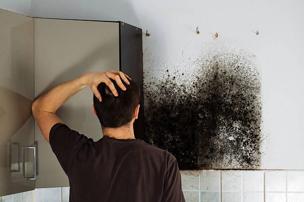 Best Office Mold Removal Services  in Petersburg, VA