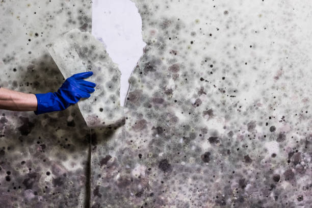 Reliable Petersburg, VA Mold Removal Solutions
