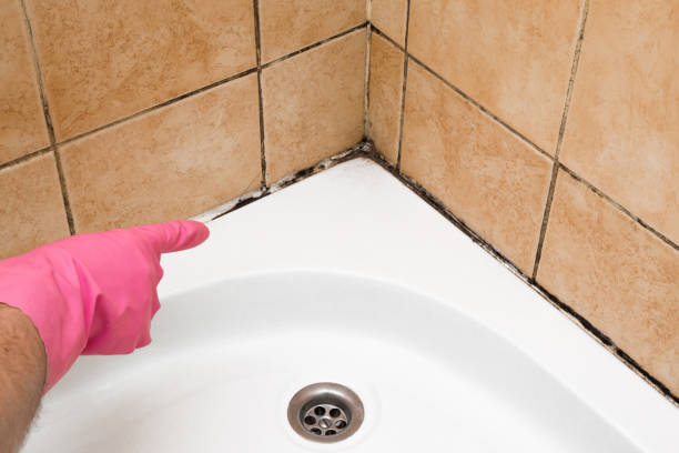 Best Mold Remediation  in Petersburg, VA